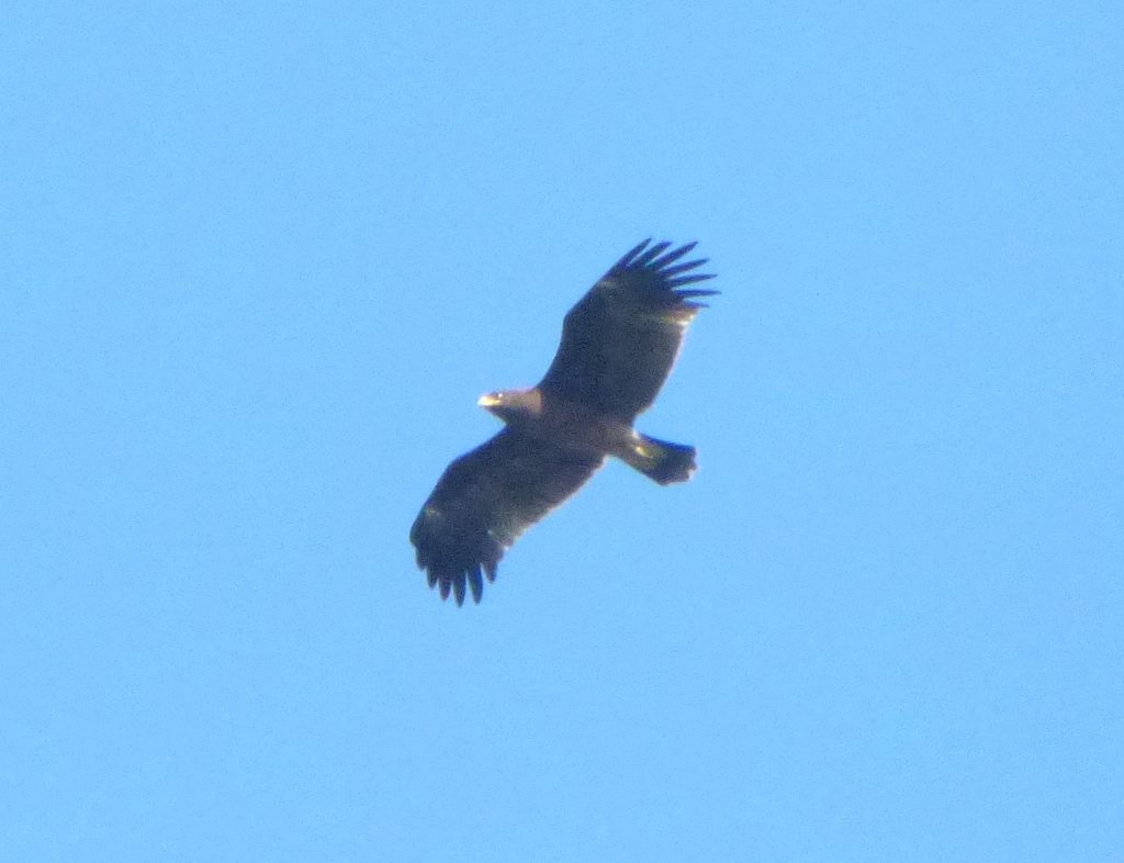Aquila anatraia maggiore (Clanga clanga)
